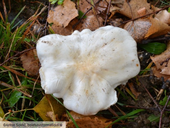 Tricholoma columbetta