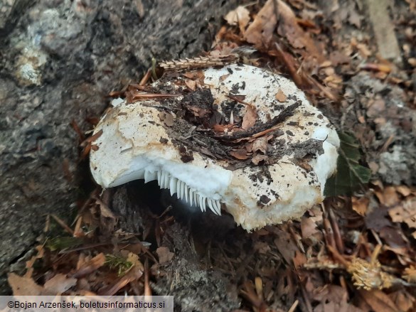 Russula delica