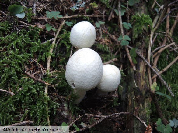 Agaricus sylvicola