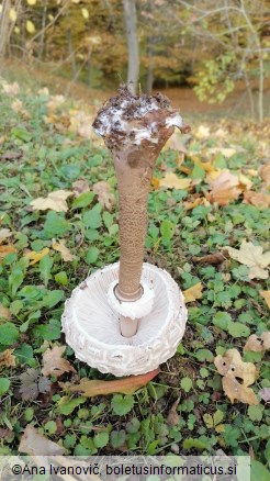 Macrolepiota procera