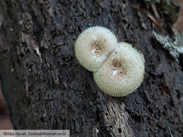 Lentinus arcularius