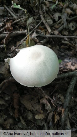 Agaricus silvicola