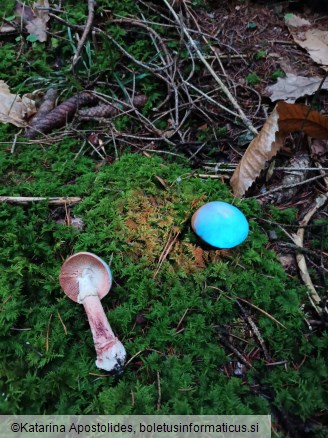 Amanita rubescens