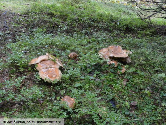 Catathelasma imperiale