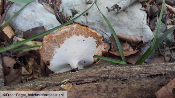 Polyporus varius