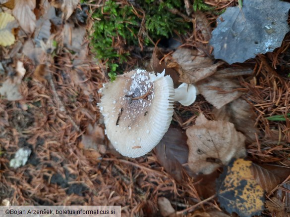 Amanita pantherina