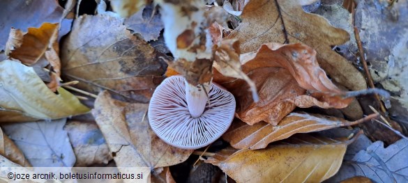 Mycena rosea