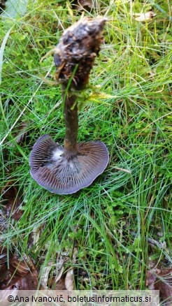 Cortinarius violaceus