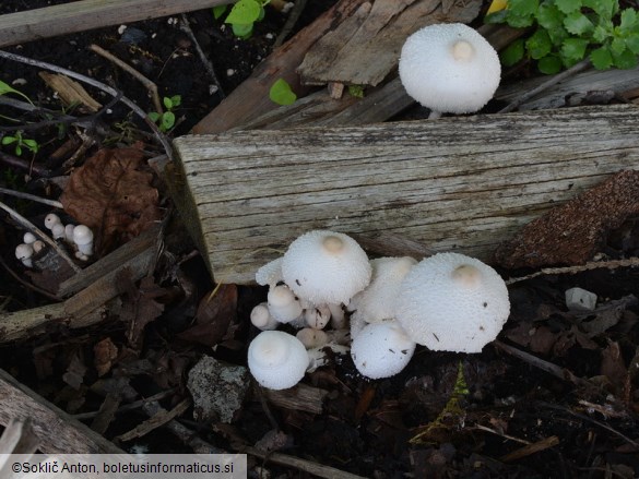 Leucocoprinus cepistipes