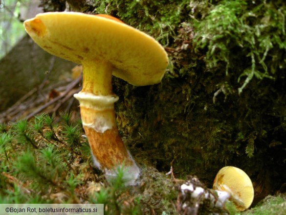 Suillus grevillei