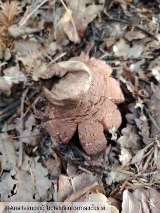 Geastrum rufescens