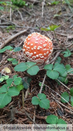 Amanita muscaria