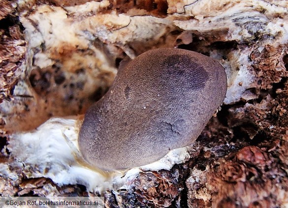 Dictydiaethalium plumbeum