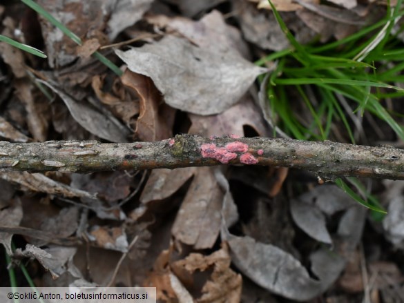 Marchandiomyces quercinus