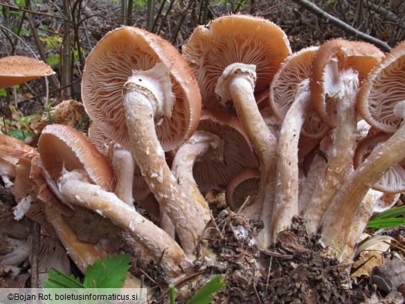 Armillaria borealis