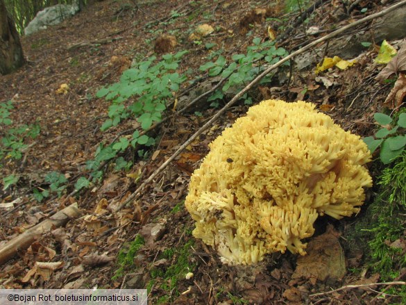 Ramaria flava