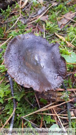 Lactarius turpis