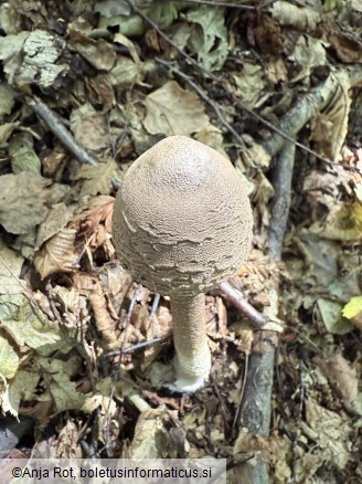 Macrolepiota procera
