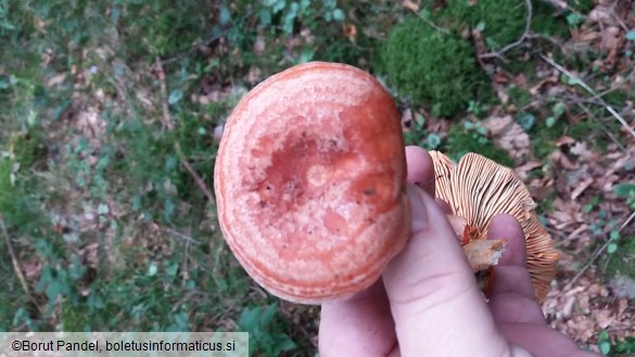 Lactarius semisanguifluus