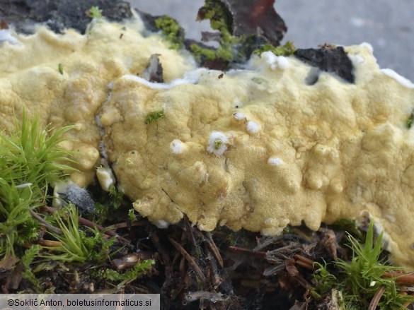 Trichoderma citrinum