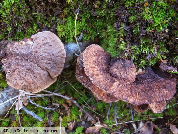 Thelephora terrestris