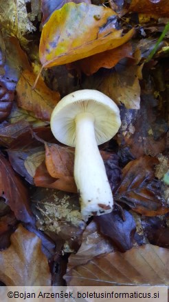 Russula ochroleuca