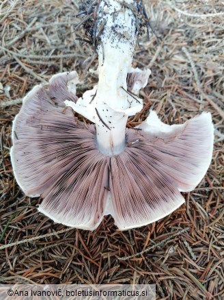 Agaricus arvensis