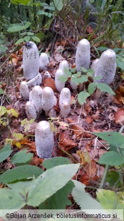 Coprinus comatus