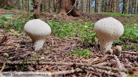 Lycoperdon perlatum