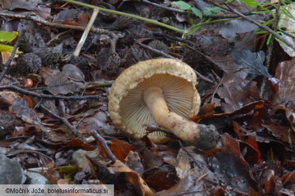 Inocybe pyriodora