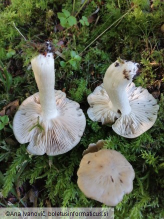 Entoloma rhodopolium