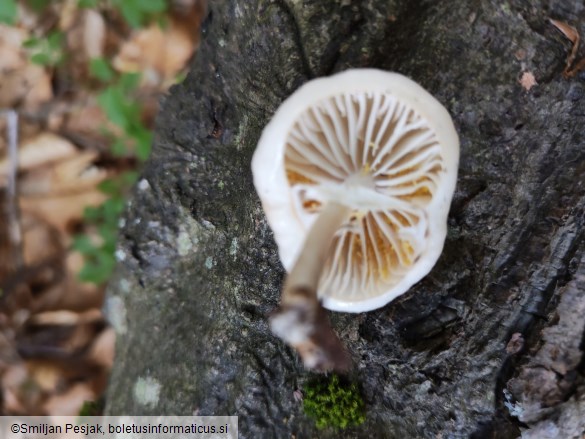 Mucidula mucida