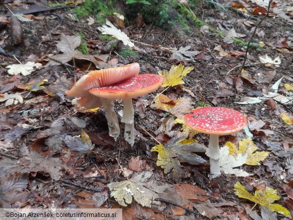 Amanita muscaria