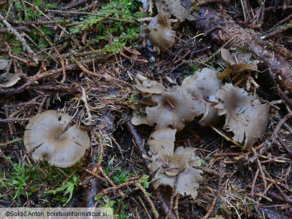 Clitocybe ditopa