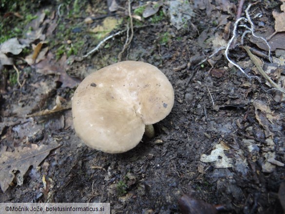 Lactarius azonites