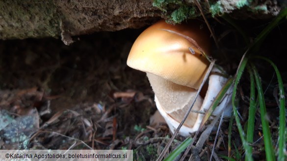 Amanita crocea