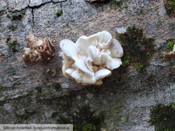 Pleurotus pulmonarius