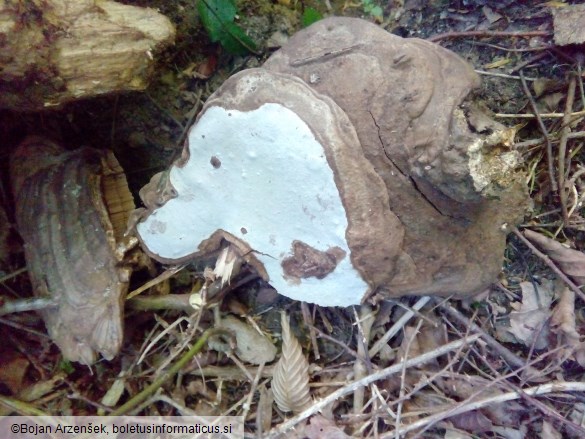 Ganoderma applanatum