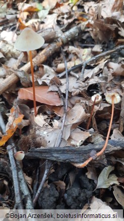 Mycena crocata