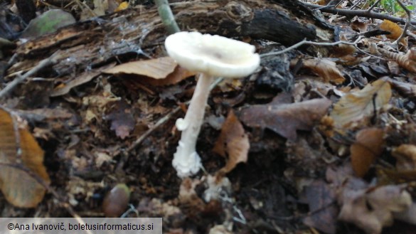 Amanita phalloides