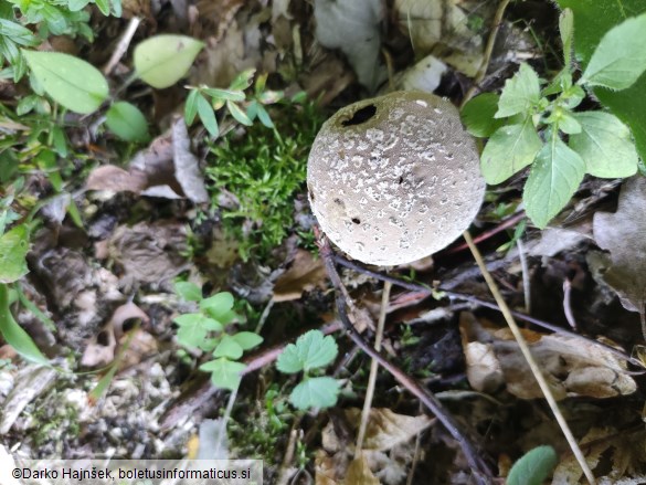Lycoperdon mammiforme