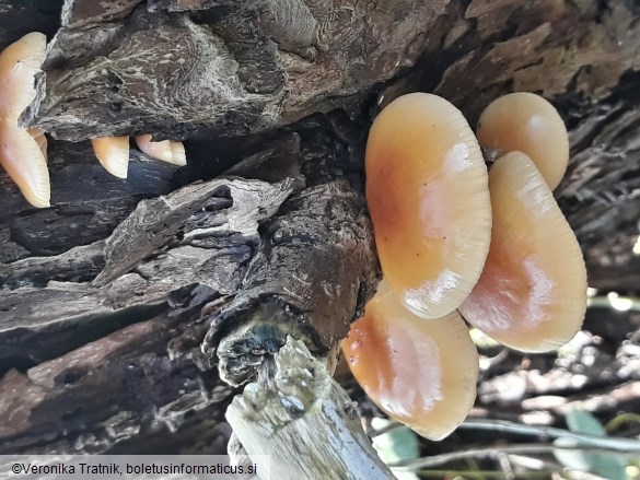 Flammulina velutipes