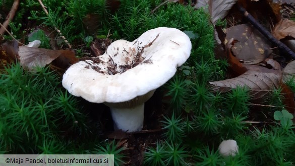 Lactarius vellereus