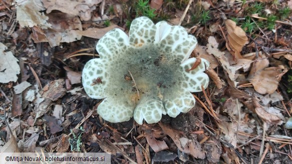 Russula virescens