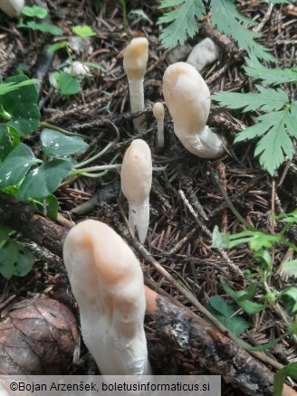 Podostroma leucopus