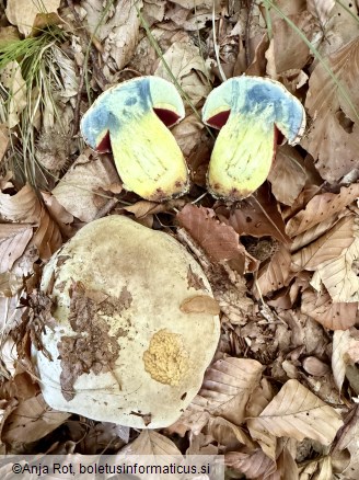 Rubroboletus rhodoxanthus