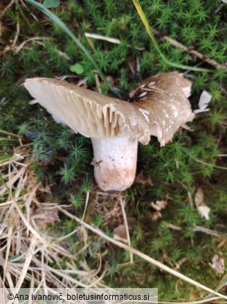 Russula nigricans