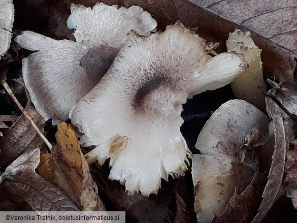 Tricholoma scalpturatum