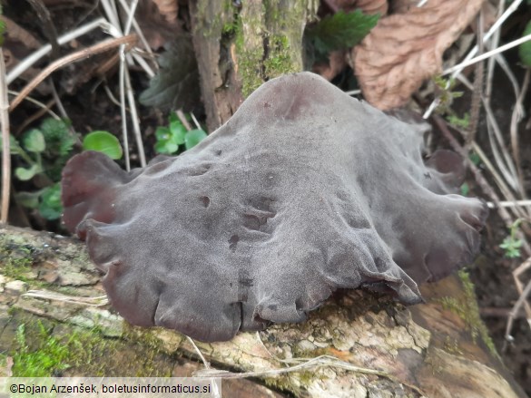 Auricularia auricula-judae