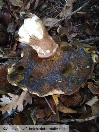 Boletus edulis